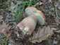 Nyári vargánya (Boletus reticulatus), Budai-hegység